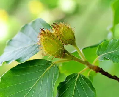 A close-up of two green, spiky seed pods surrounded by vibrant green leaves. The background is softly blurred, highlighting the details of the pods and foliage.