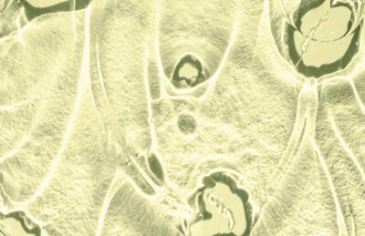 Close-up of a microscopic view of plant cells, showcasing their rounded structures and intricate cell walls in a soft green hue.