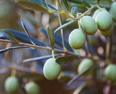 Close-up of olive tree branches featuring clusters of unripe green olives among dark green leaves.