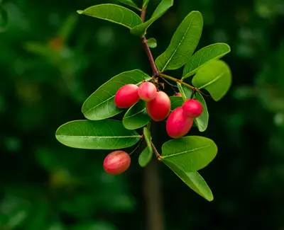 A close-up of a branch with green leaves and clusters of pink, oval-shaped fruit.