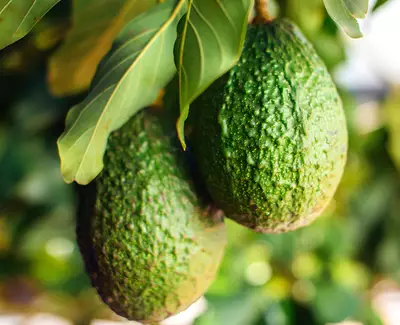 Close-up of two green avocados hanging from a branch among leafy green foliage.