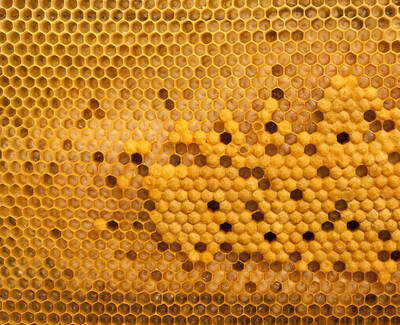 Close-up of a honeycomb structure with hexagonal cells filled with honey, showcasing a rich golden color.