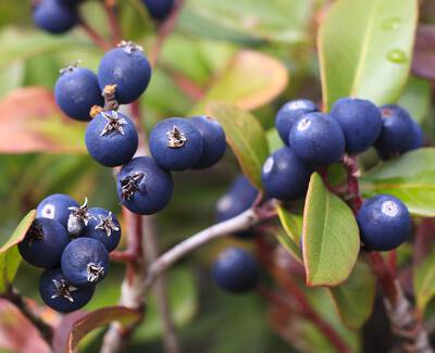 Clusters of vivid blue berries surrounded by green leaves. Some leaves show hints of red and brown, indicating the start of autumn.