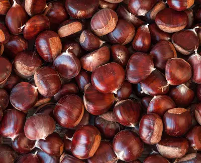 A close-up view of a large pile of shiny, reddish-brown chestnuts.
