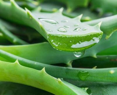 A close-up of an aloe vera leaf with water droplets on its surface, highlighting the plant's green color and spiky edges.