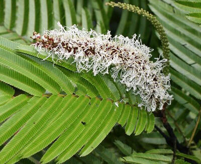 A cluster of white, lacy flowers appears on a green fern branch, surrounded by leafy fronds.