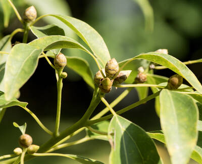 Close-up of a plant branch featuring green leaves and several developing buds.