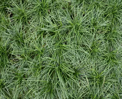 A dense patch of vibrant green grass viewed from above.