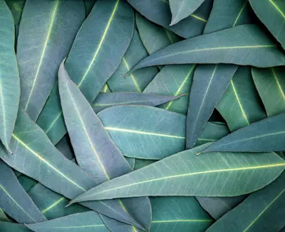 Eucalyptus Oil Kiehl's Ingredient