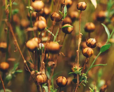 Close-up of brown seed pods on thin stems, surrounded by green leaves, creating a natural, textured background.