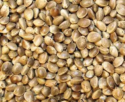 A close-up view of a variety of small, textured seeds, showcasing different shades of brown and beige.